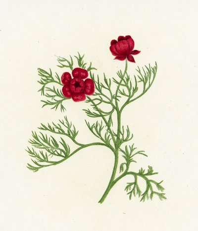Ojo de faisán, Adonis Autumnalis de English School